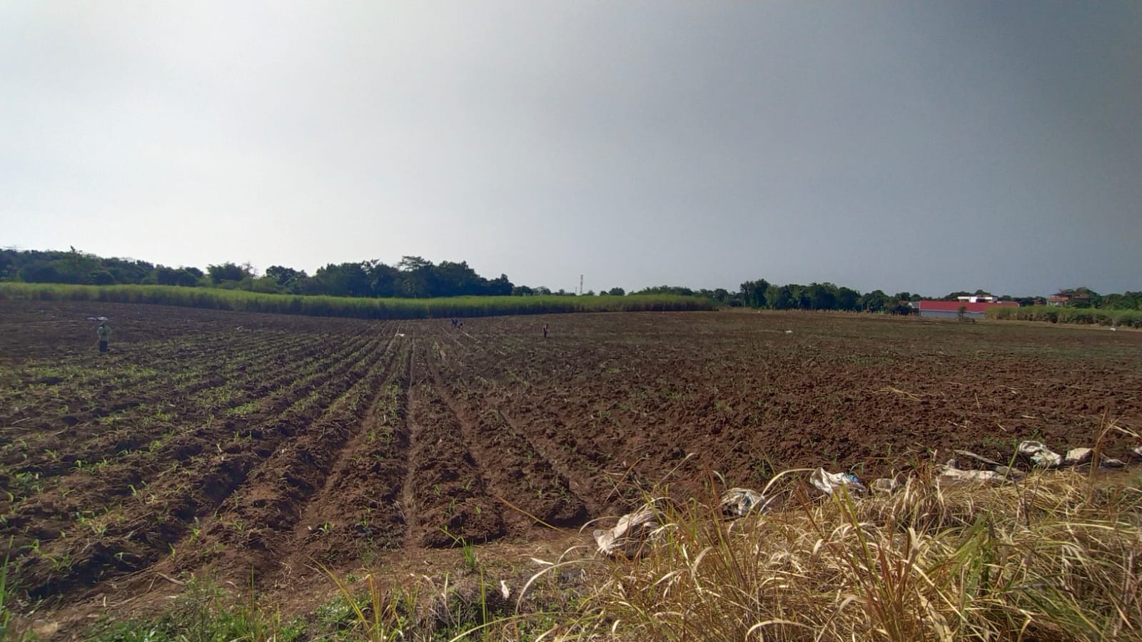 Penanaman Jagung 2 Hektar BUMDes